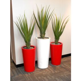 Floor Standing Display Plants - Pandanus Plant | Creative Activity